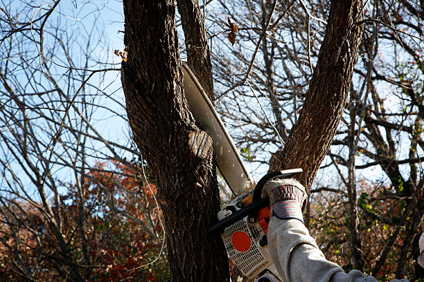 Best Tree Trimming and Pruning  in Palm Valley, TX