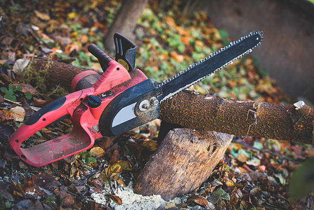 Trusted Palm Valley, TX Tree Care Experts